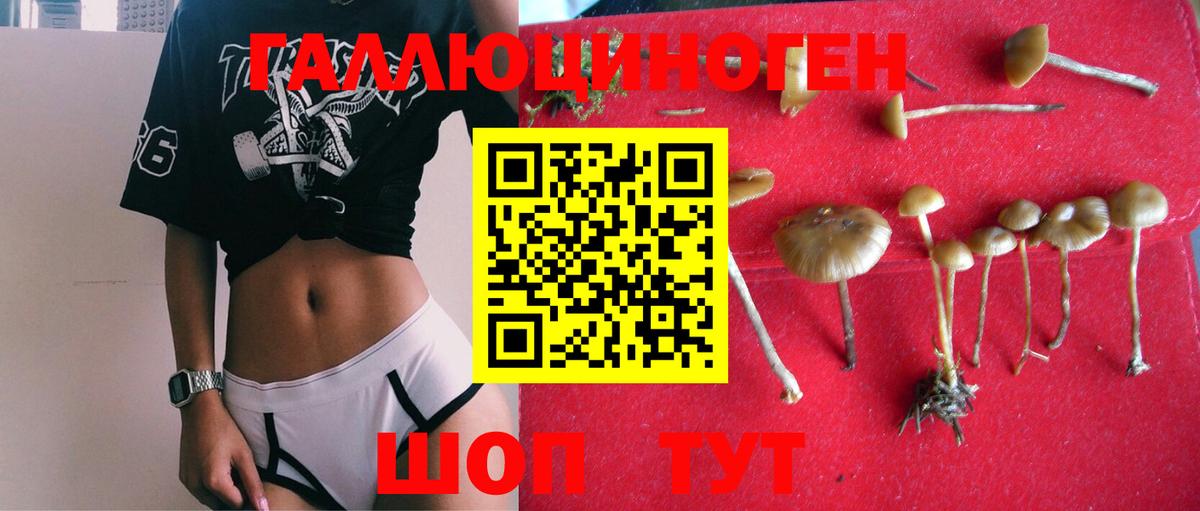 Псилоцибиновые грибы Psilocybe Санкт-Петербург